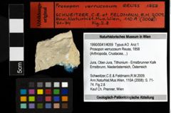 Foto (Objekt + Etiketten) von Prosopon verrucosum (Reuss, 1858) 